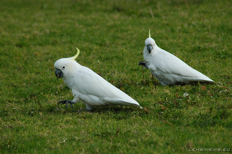Sulphur-Crested Cockatoo 108 